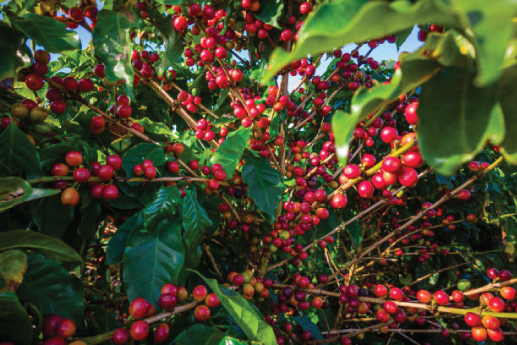 Coffee estates and facilities